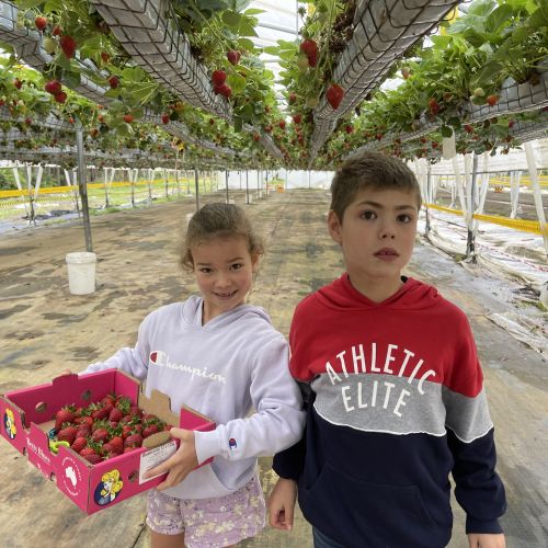 Jacob and Riley picking strawberries