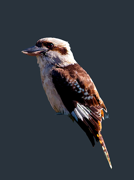 Kookaburra - Animal - Ceren Wynter